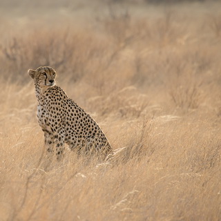 Samburu - Cheetah
